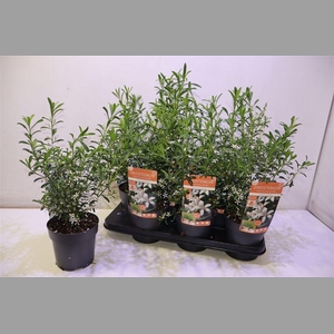 Eriostemon Myoporoid