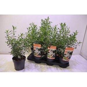 arr8 Eriostemon Myoporoid