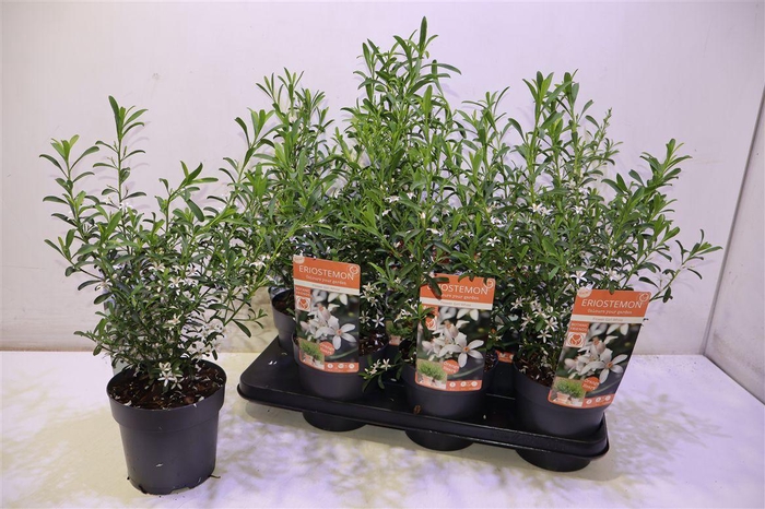 <h4>arr8 Eriostemon Myoporoid</h4>