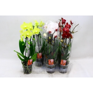 PHAL EL CASCADE