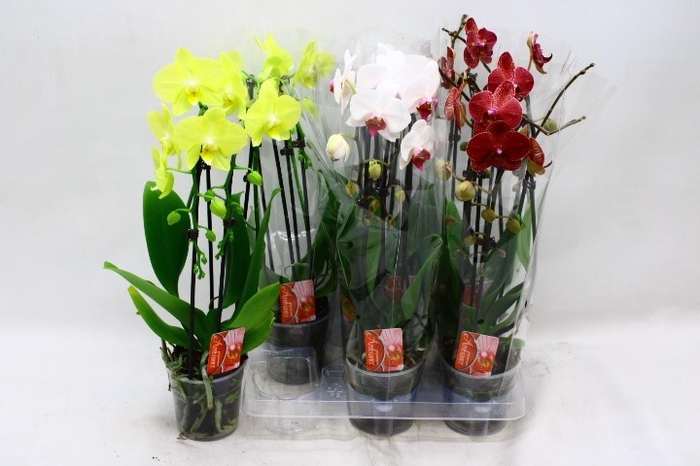 <h4>PHAL EL CASCADE</h4>