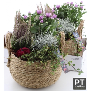 ARR TUINPLANTEN H%