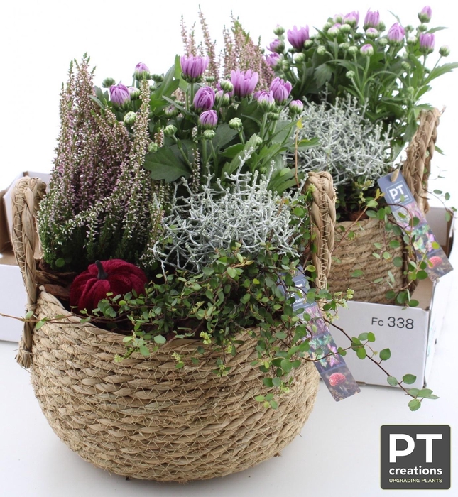 <h4>ARR TUINPLANTEN H%</h4>