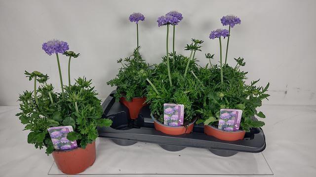 <h4>SCAB COLUMBARIA</h4>