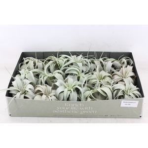 arr3 CP - Xerographica x15