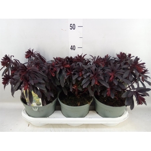 Euphorbia  'Miners Merlot'