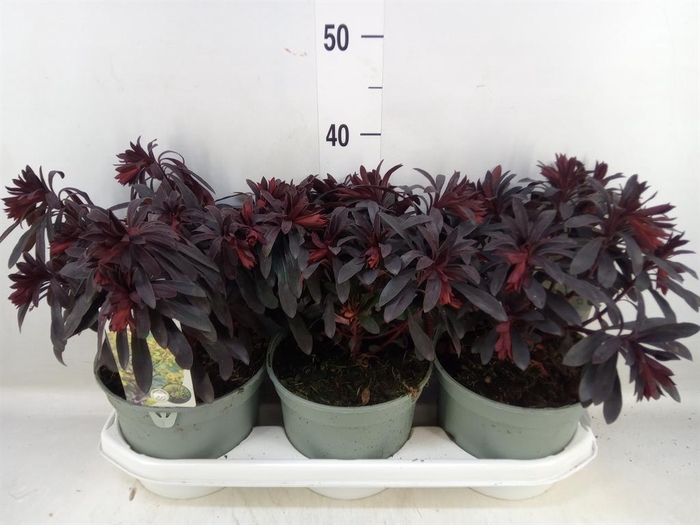 <h4>Euphorbia  'Miners Merlot'</h4>