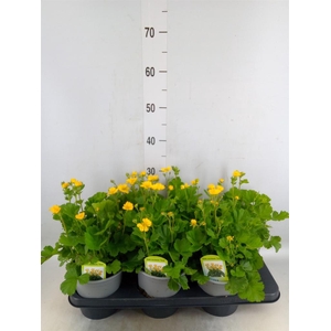 Geum coccineum 'Borisii'