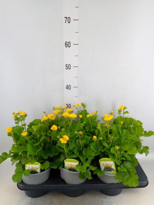 <h4>Geum coccineum 'Borisii'</h4>