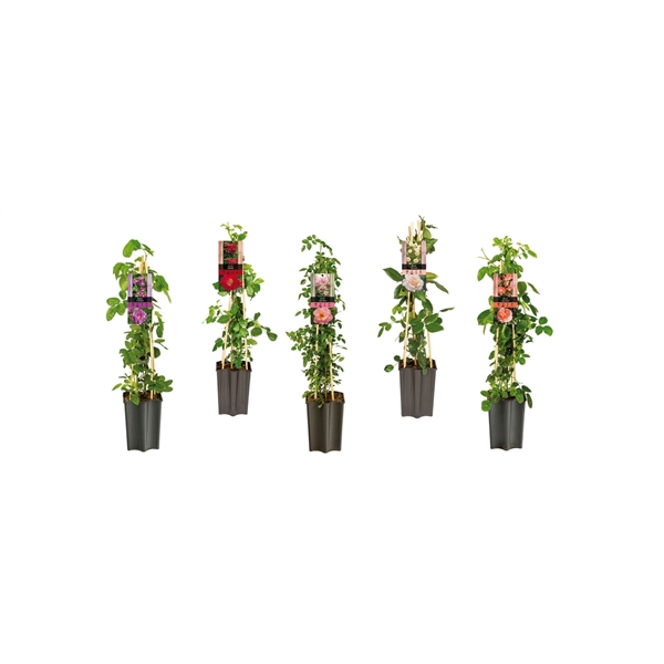 <h4>Mixshelf Climbing Roses +light label</h4>