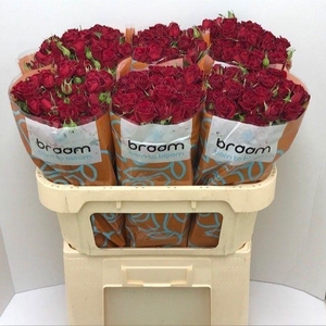 Rosa TR 'Rubicon' BRAAM