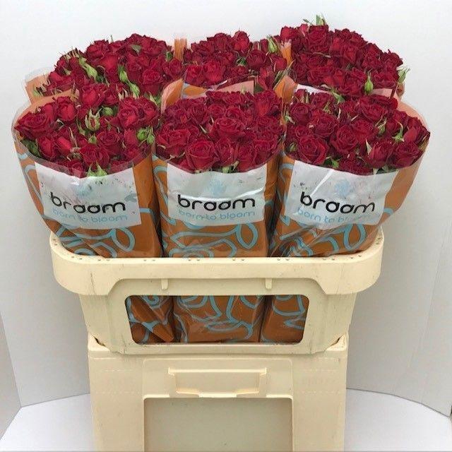 <h4>Rosa TR 'Rubicon' BRAAM</h4>