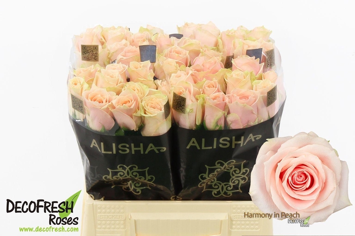 <h4>R Gr Harmony Peach</h4>