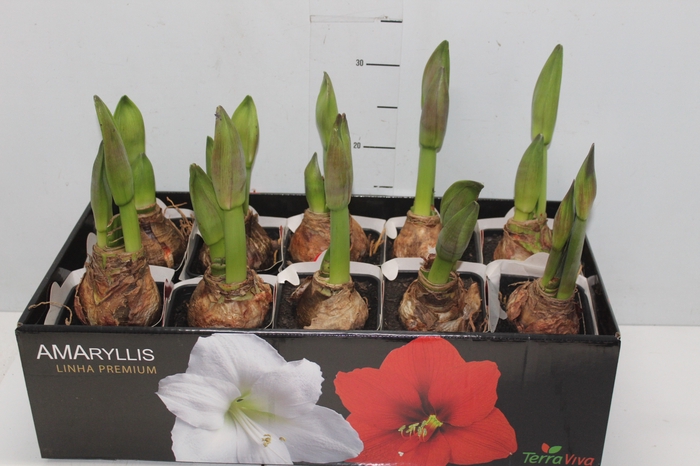 <h4>AMARYLLIS P14 MIN 2 HT</h4>