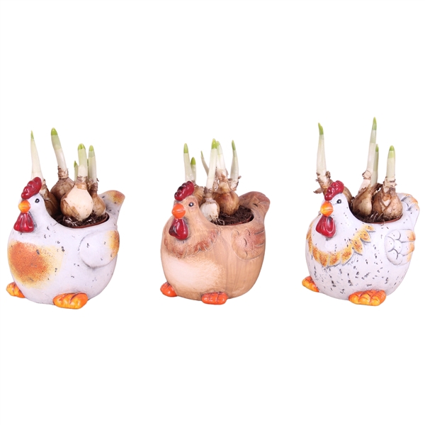 <h4>Easter Arr. Narcis Ceramic Natural Chicken Mix Ø14cm</h4>