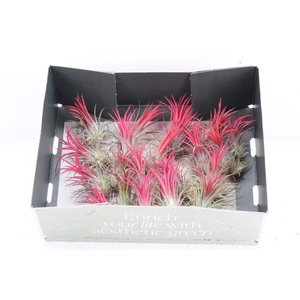 arr3 CP - Till. Ionantha rood x20