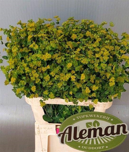 <h4>BUPLEURUM GRIFFITHII</h4>