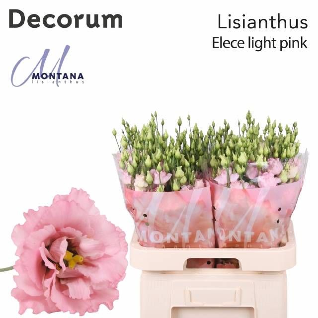 <h4>EUS G ELE LIGHT PINK</h4>