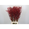 Bromelia Red Paloma