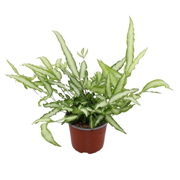 <h4>Pteris cretica 'Albolineata'</h4>
