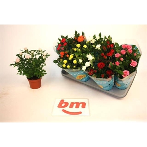 ROSA BEAU MONDE MIX P10.5