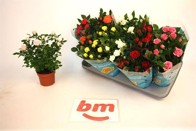<h4>ROSA BEAU MONDE MIX P10.5</h4>