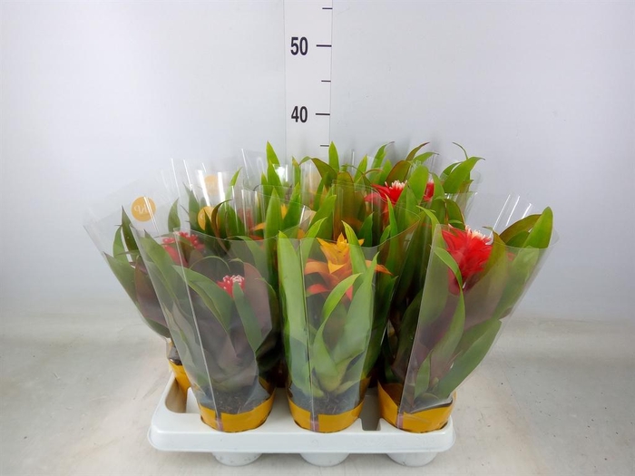 <h4>Guzmania   ...mix</h4>