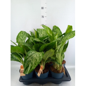 Aglaonema  'Greenlight'