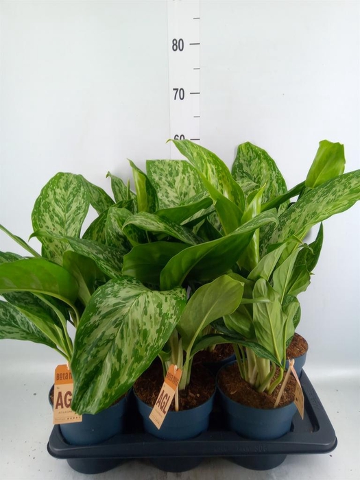 <h4>Aglaonema  'Greenlight'</h4>