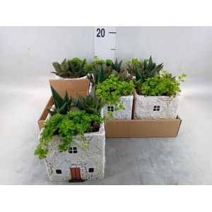 Arr.   Kamerplant Groen L%