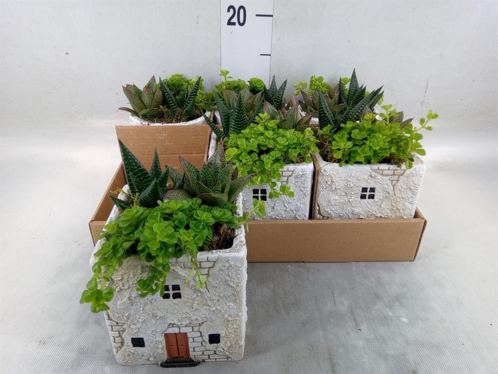 <h4>Arr.   Kamerplant Groen L%</h4>