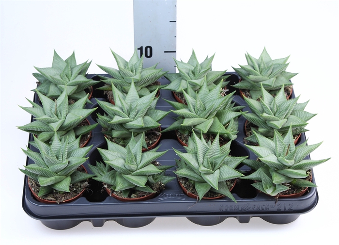 <h4>Haworthia   ...</h4>