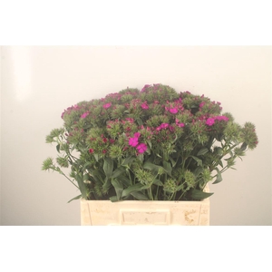 Di Barb Amazone Neon Purple