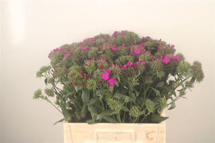<h4>Di Barb Amazone Neon Purple</h4>