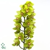 Cymbidium Mrs Maxima 60 cm Super