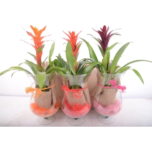 1.GUZMANIA COGNAS GLAS