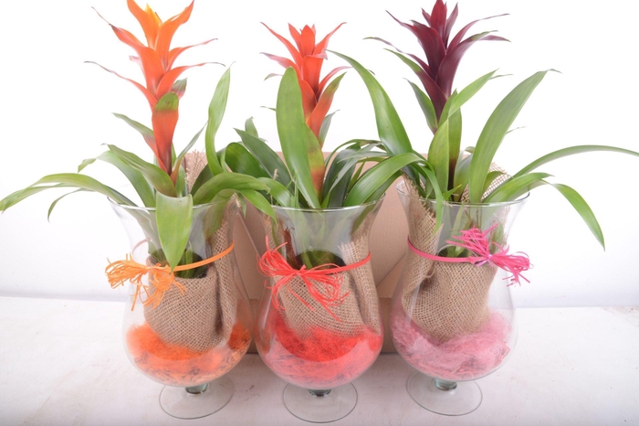 <h4>1.GUZMANIA COGNAS GLAS</h4>