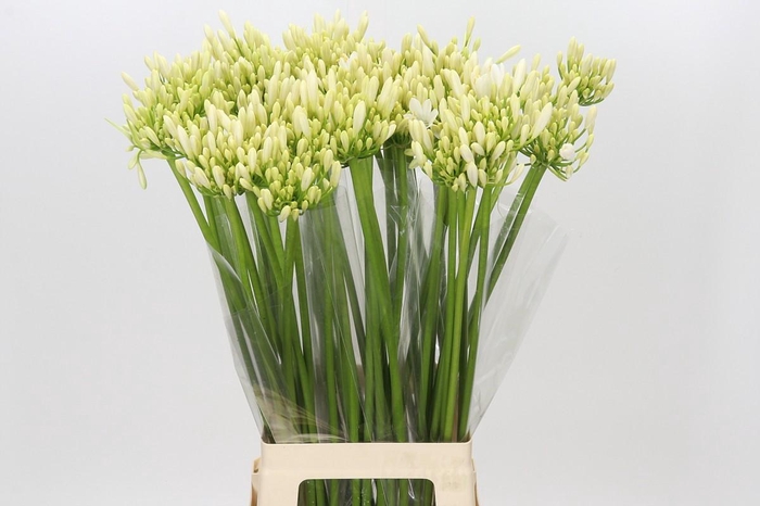 Agapanthus Gletsjer