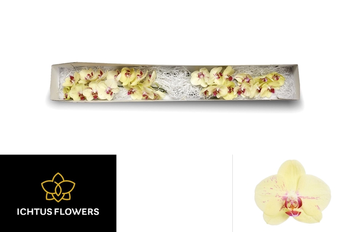 <h4>PHAL OV PER BLOEM</h4>