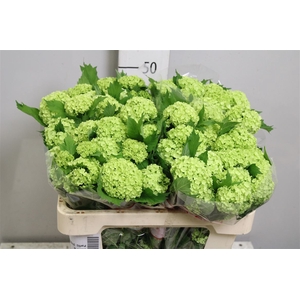 Viburnum Roseum St 4 Bal