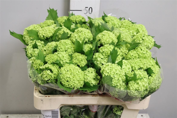 <h4>Viburnum Roseum St 4 Bal</h4>