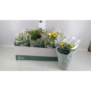 Chrysanthemum   ..mix 6