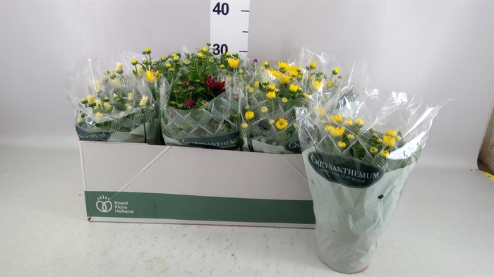 <h4>Chrysanthemum   ..mix 6</h4>