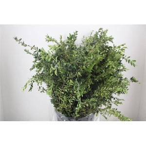 Buxus Green P Bunch