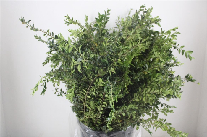 <h4>Buxus Green P Bunch</h4>