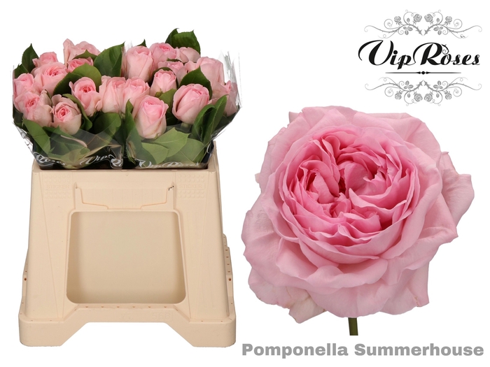 <h4>R GR POMPONE SUMMERH</h4>