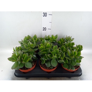 Crassula  'Hulk'