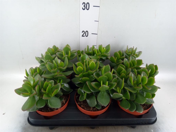 <h4>Crassula  'Hulk'</h4>