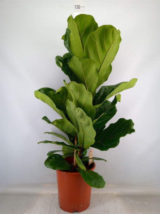 <h4>Ficus lyrata</h4>