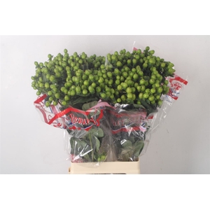 Hyp Green Tea